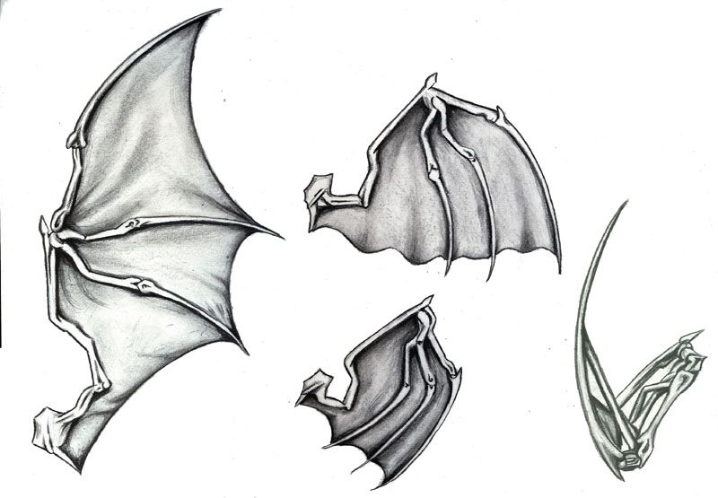 Bat Wing Drawing Realistic
