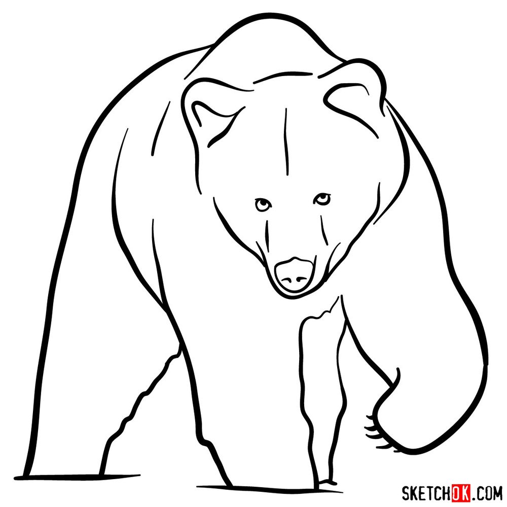 Bear Simple Drawing High-Quality