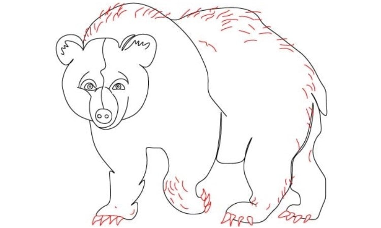 Bear Simple Drawing Picture