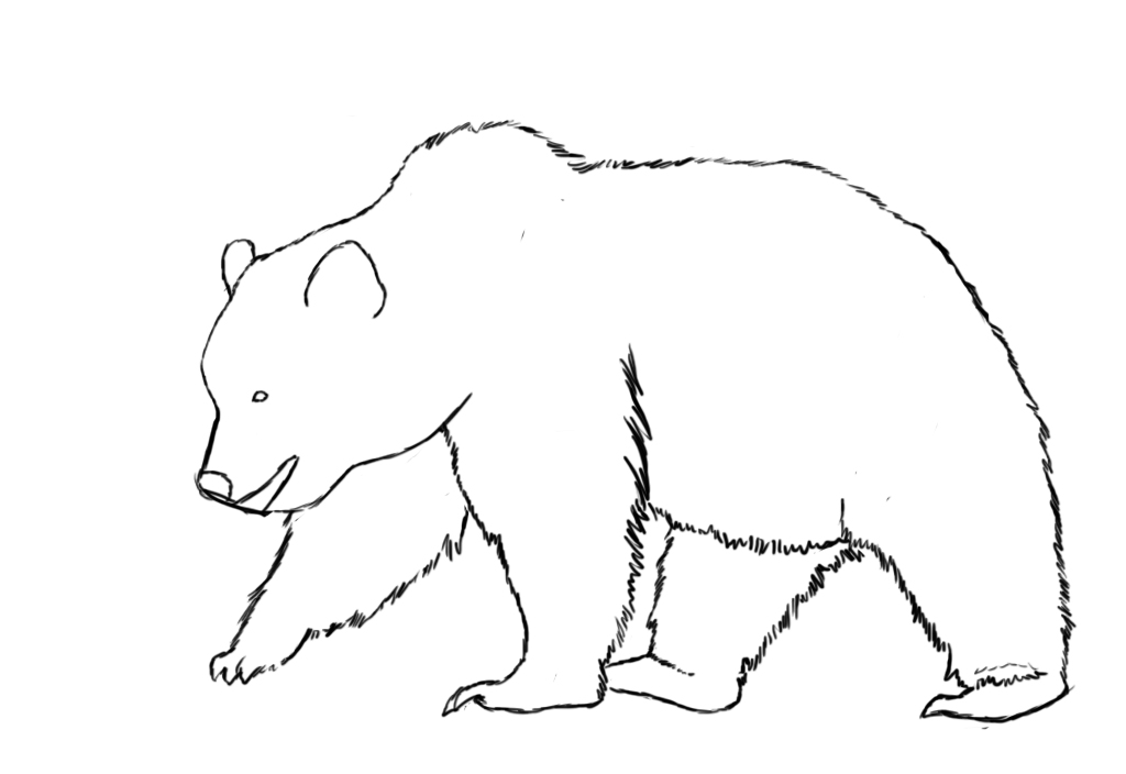 Bear Simple Drawing Realistic