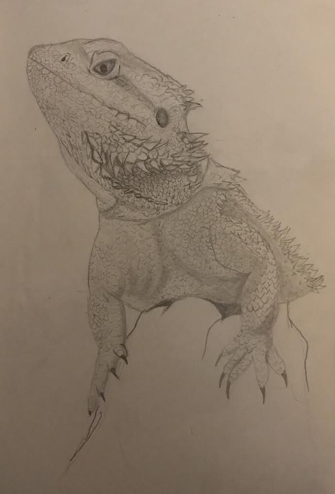 Bearded Dragon Drawing Image