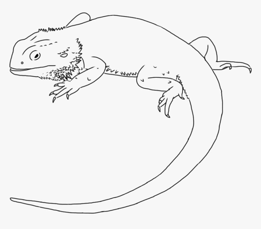 Bearded Dragon Drawing Images