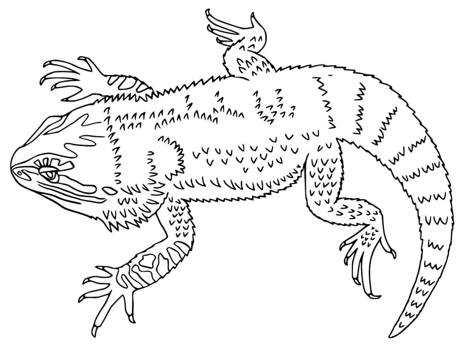 Bearded Dragon Drawing Photo