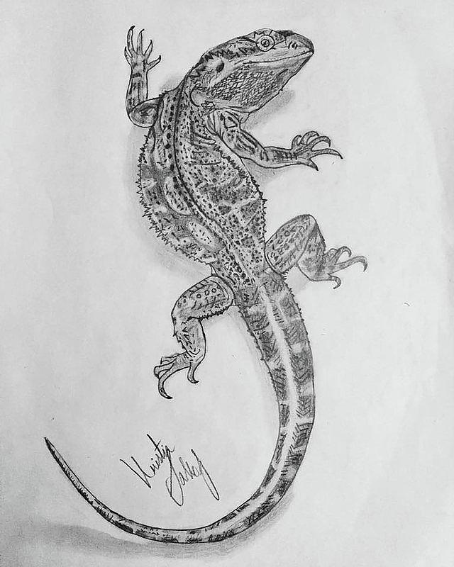 Bearded Dragon Drawing Picture