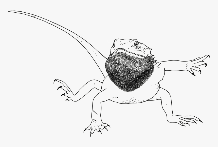 Bearded Dragon Drawing Pictures