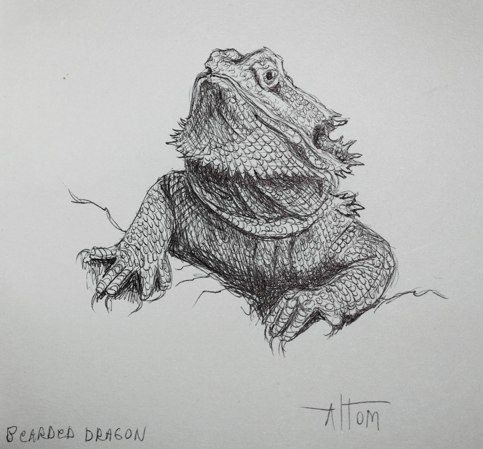 Bearded Dragon Drawing