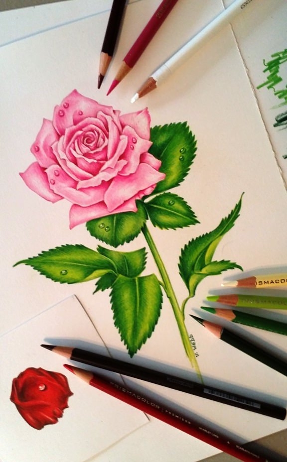 Beautiful Flower Drawing Images