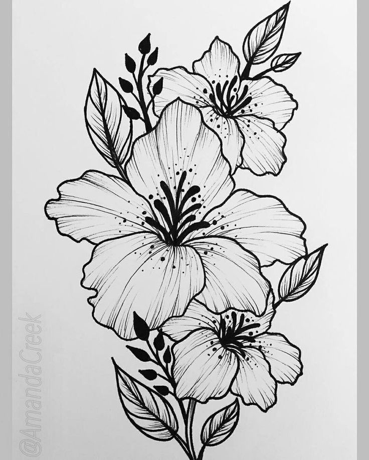Beautiful Flower Drawing Pic