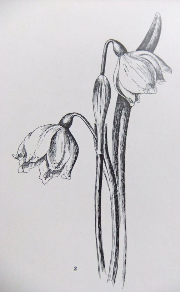 Beautiful Flower Drawing Sketch