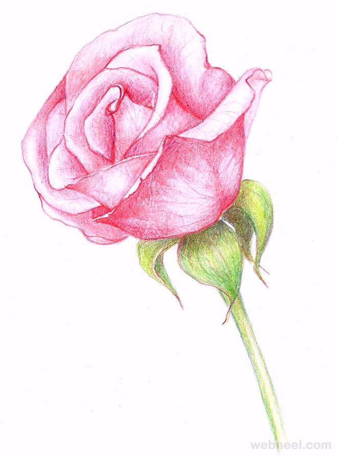 Beautiful Rose Drawing Art