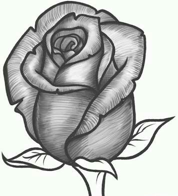 Beautiful Rose Drawing Beautiful Image