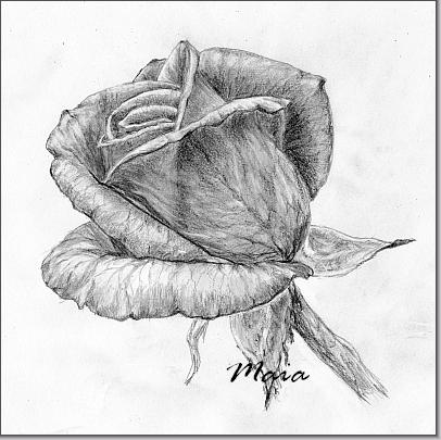 Beautiful Rose Drawing Creative Art