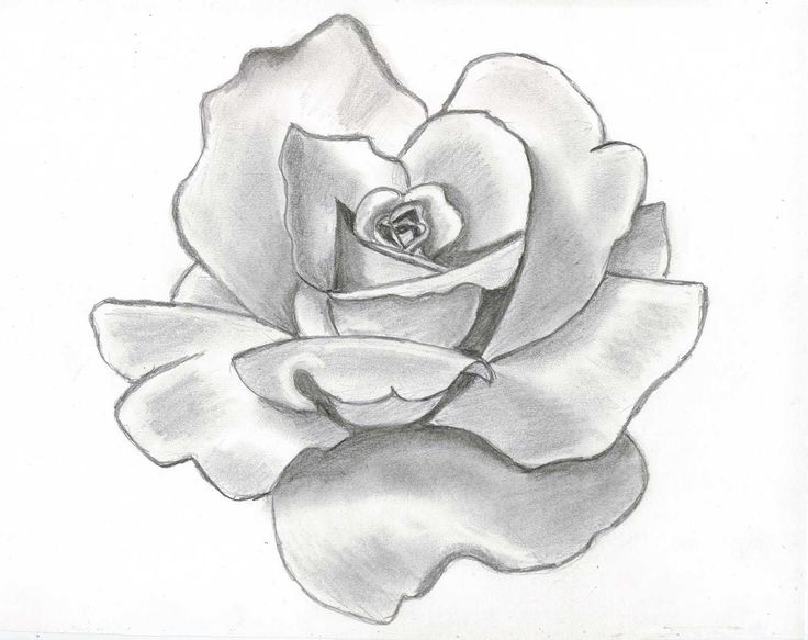 Beautiful Rose Drawing High-Quality