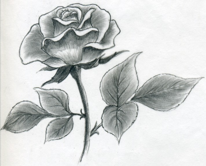 Beautiful Rose Drawing Images