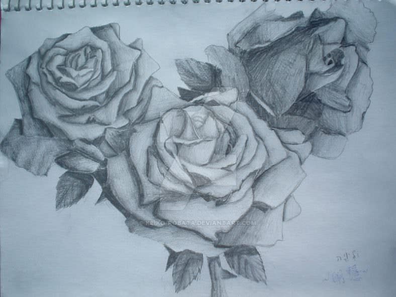 Beautiful Rose Drawing Pic