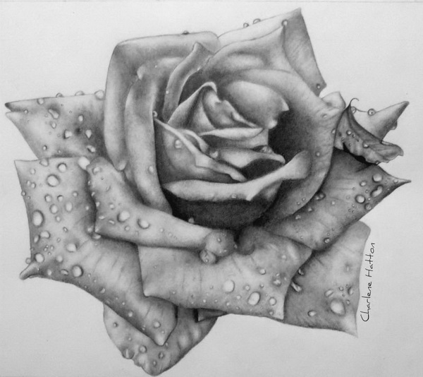 Beautiful Rose Drawing Pics