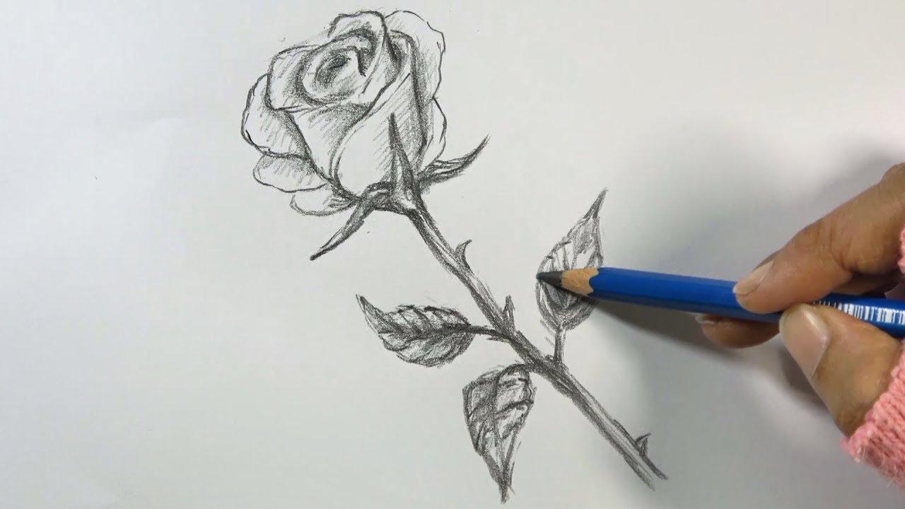 Beautiful Rose Drawing Pictures