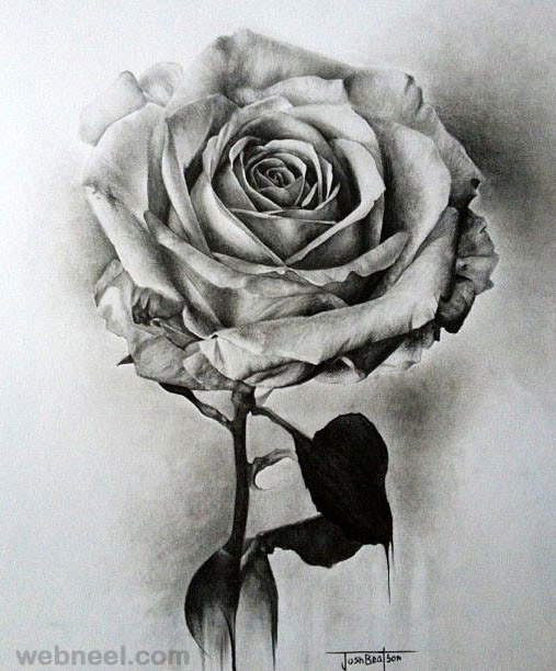 Beautiful Rose Drawing Sketch