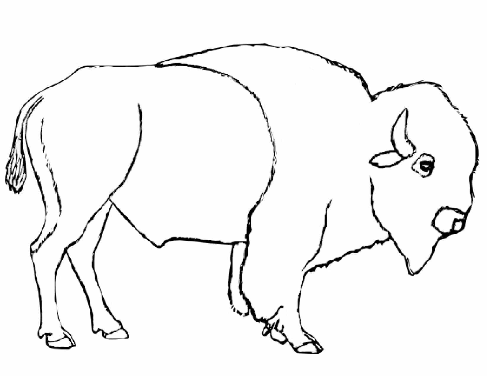 Bison Art Drawing