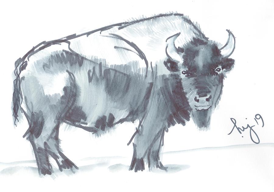 Bison Drawing Amazing