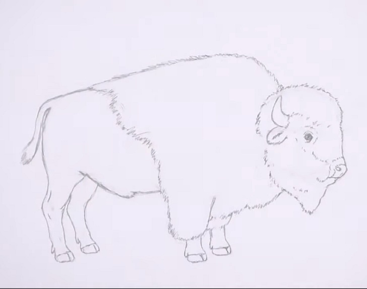 Bison Drawing Creative Art