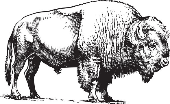 Bison Drawing High-Quality