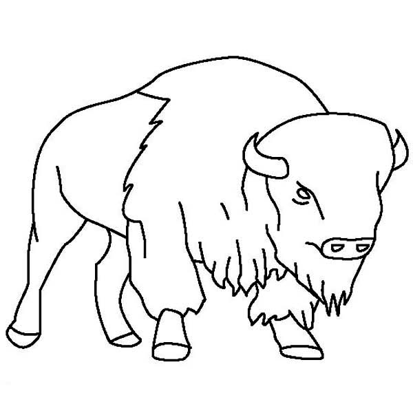Bison Drawing Images