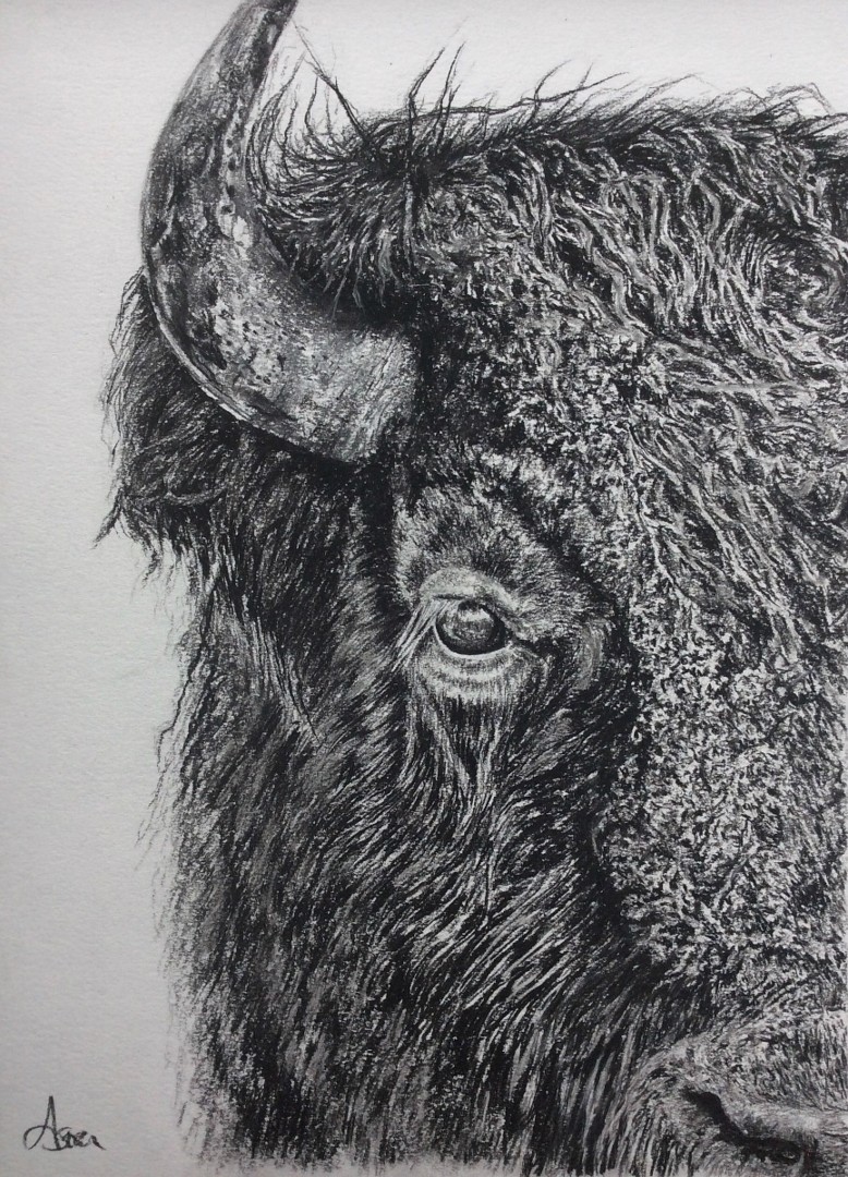 Bison Drawing Photos