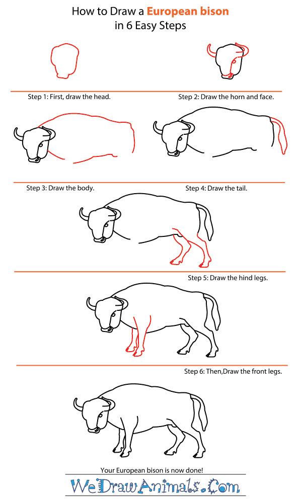 Bison Drawing Pics