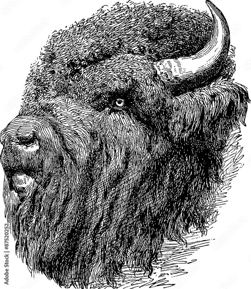 Bison Drawing Realistic