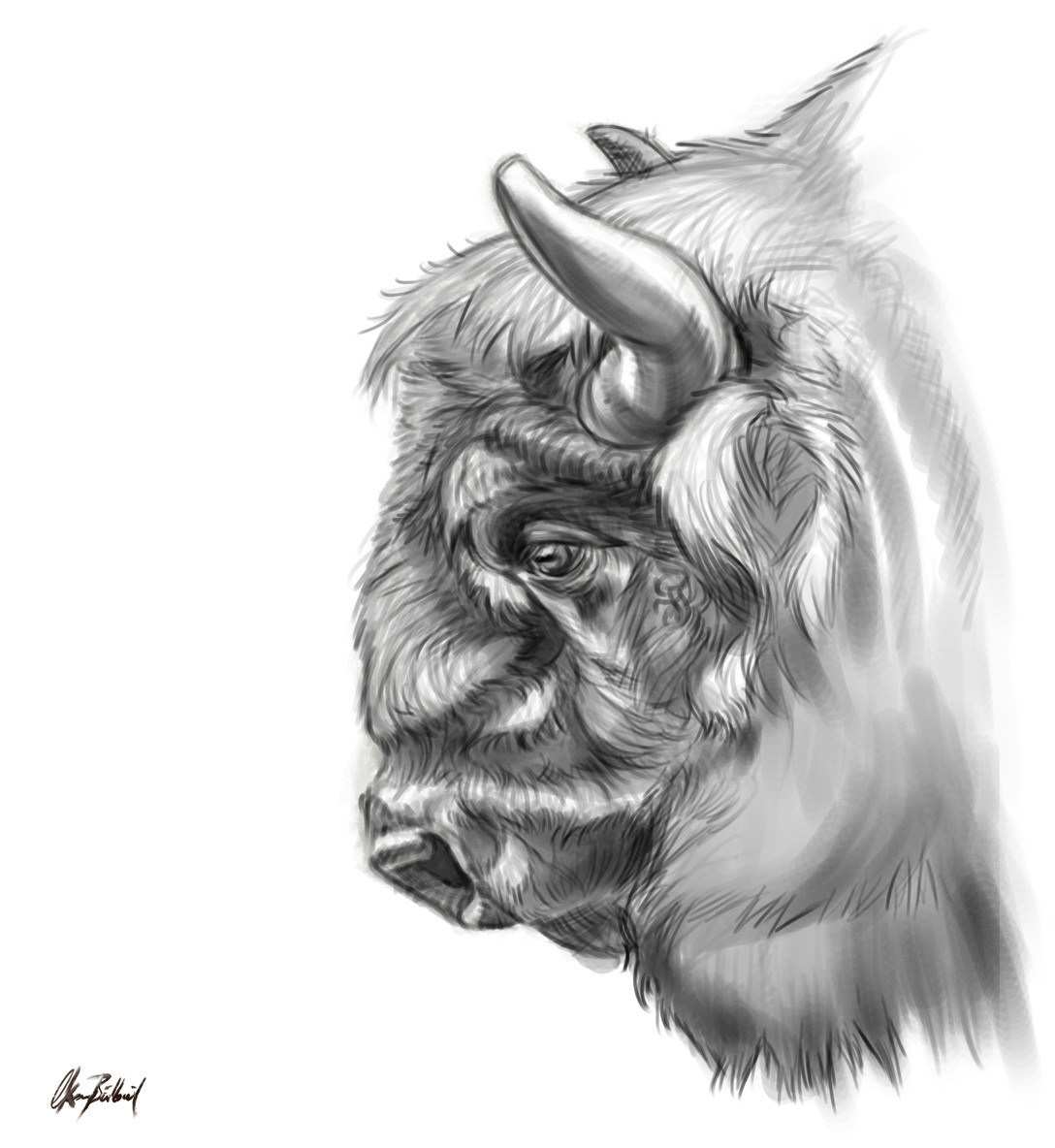 Bison Drawing Sketch