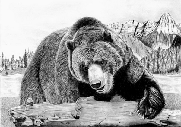 Black Bear Art Drawing