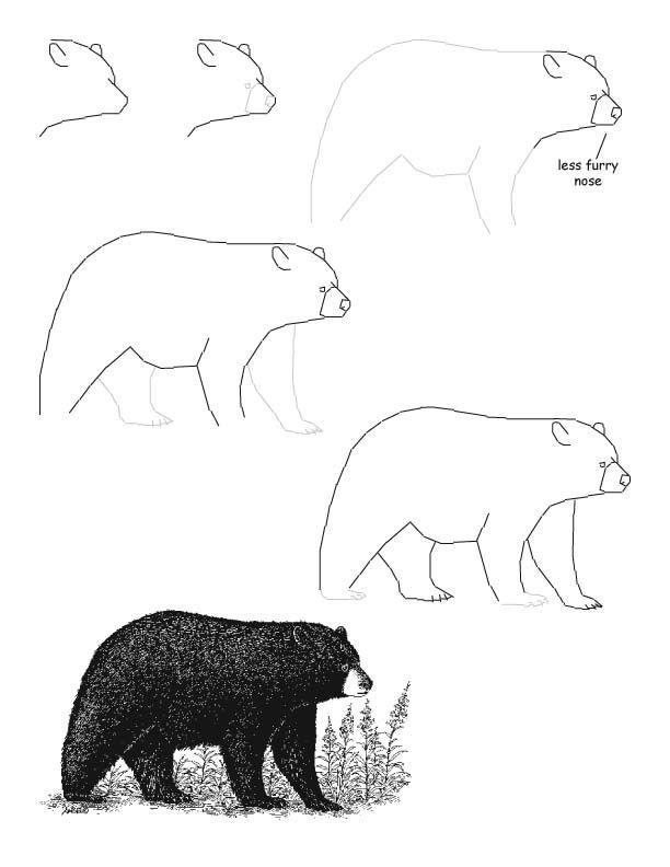 Black Bear Best Drawing