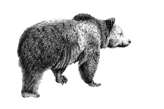 Black Bear Drawing Amazing
