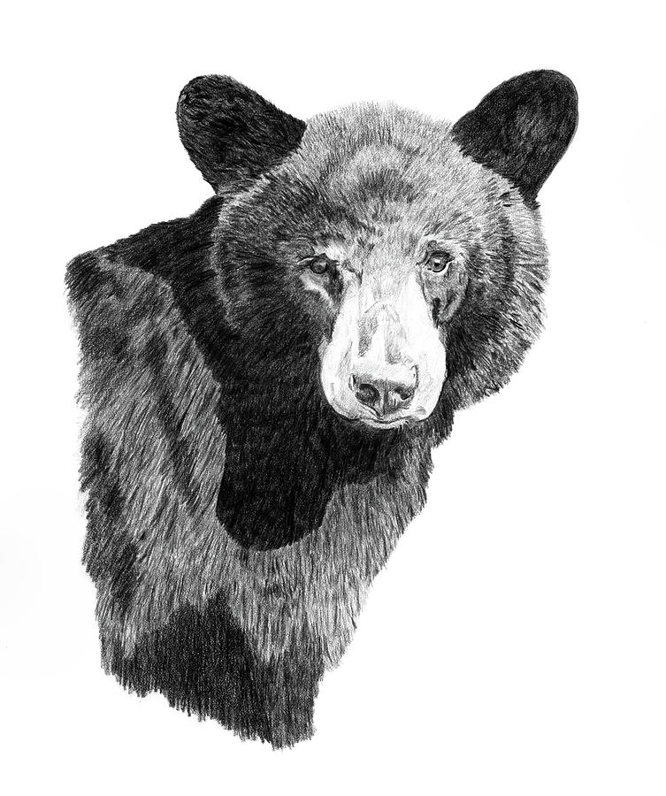 Black Bear Drawing Creative Art