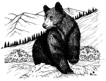 Black Bear Drawing High-Quality