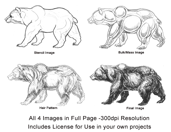 Black Bear Drawing Image
