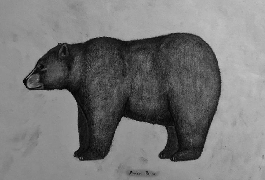 Black Bear Drawing Photo