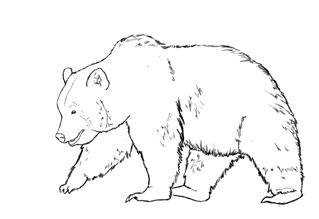 Black Bear Drawing Picture