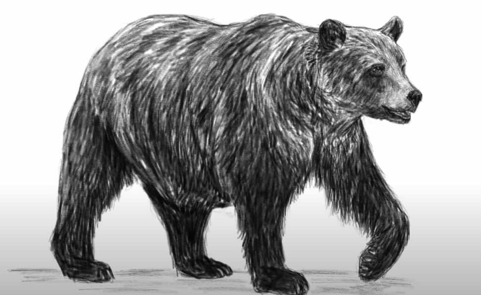 Black Bear Drawing Realistic