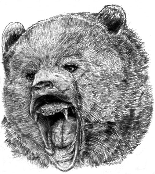 Black Bear Drawing Sketch