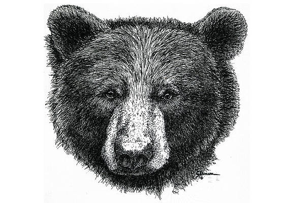 Black Bear Drawing