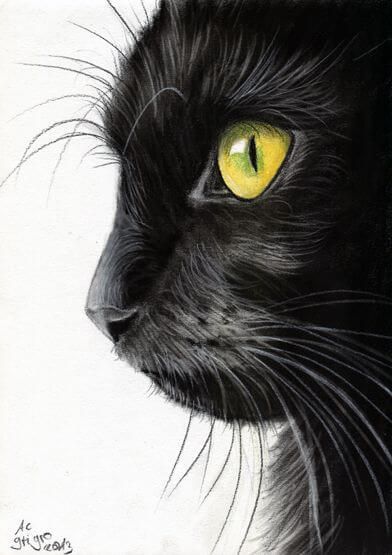 Black Cat Best Drawing