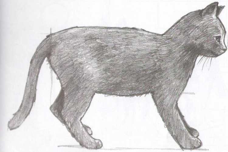 Black Cat Drawing Art