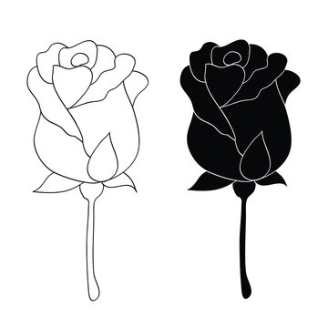 Black Roses Drawing Amazing