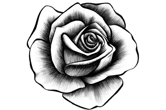 Black Roses Drawing High-Quality