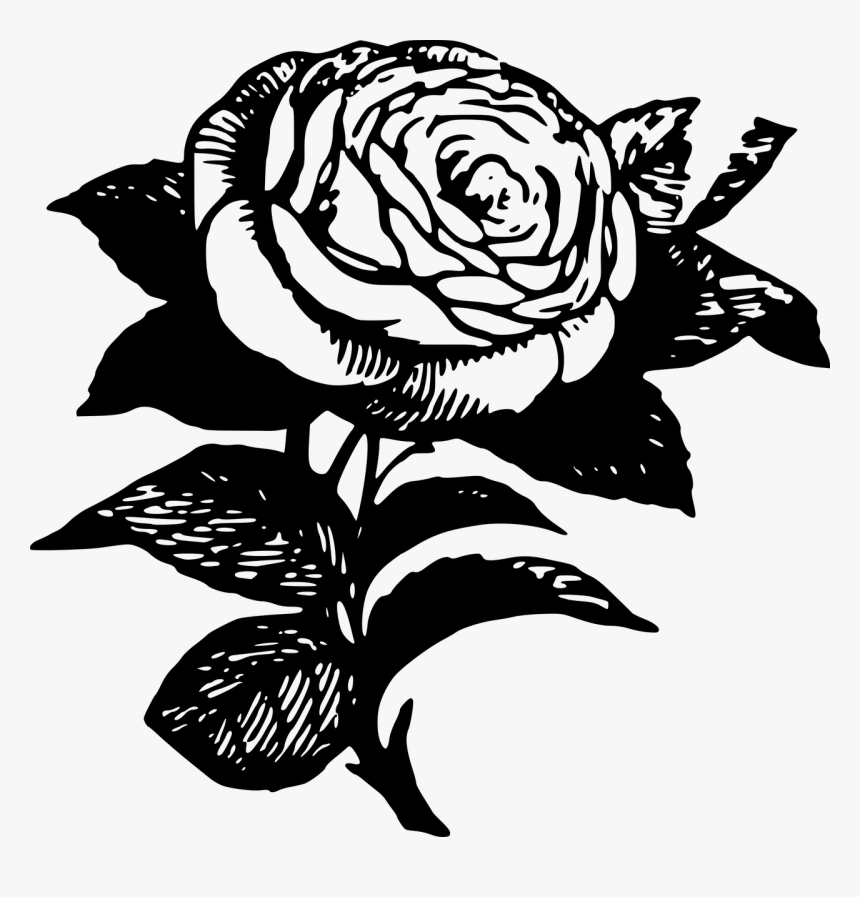 Black Roses Drawing Image