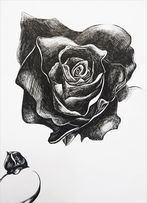 Black Roses Drawing Photos