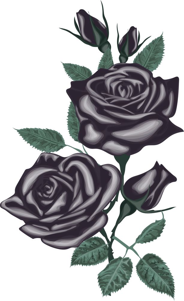 Black Roses Drawing Pic