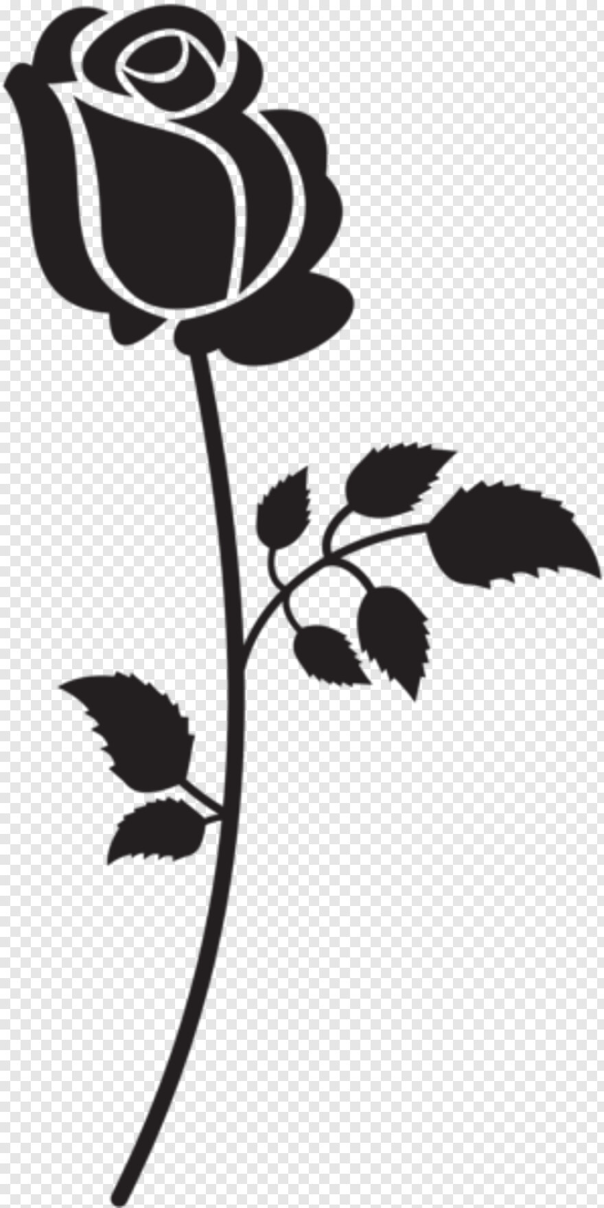 Black Roses Drawing Pictures